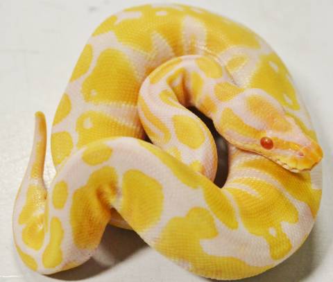 Baby Male Albino Ball Pythons