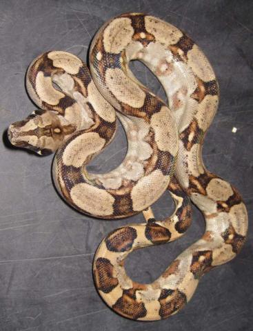 Baby Peruvian Long Tailed Boas