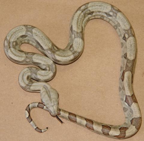 Baby Hog Island x Colombian Boas