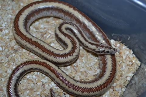 Medium Harcuvar Mountain Rosy Boas