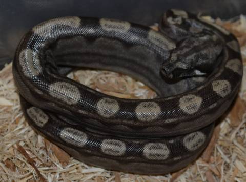 Baby Anery Motley Colombian Boas