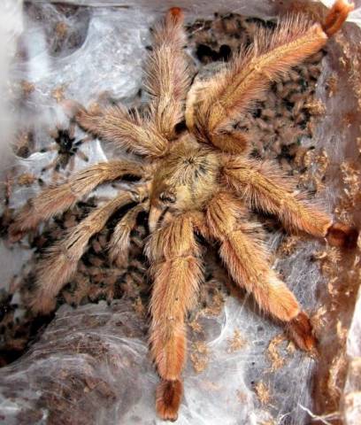 Panama Blonde Tarantulas Medium