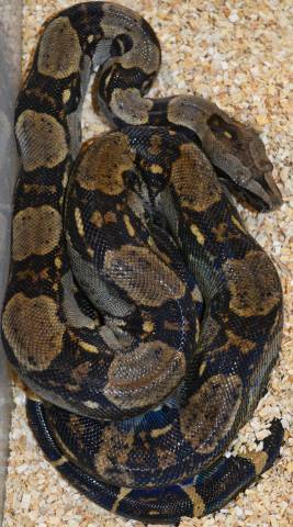 Small Peruvian Long Tailed Boas