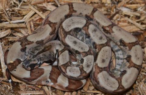 Baby Pandora Motley Colombian Boas