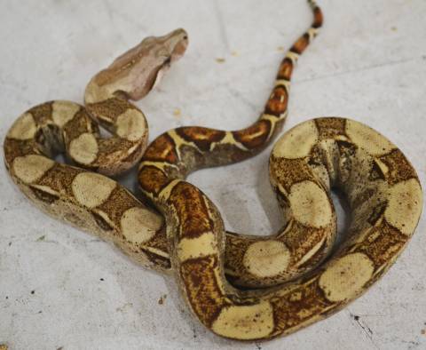 Baby Desert T Positive Colombian Boas Het Anery