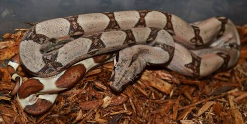 Baby Hypo Pastel Colombian Boas