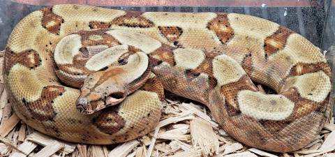 Small Orange Tail Hypo 100% Het RDR Black Eyed Anery Boa