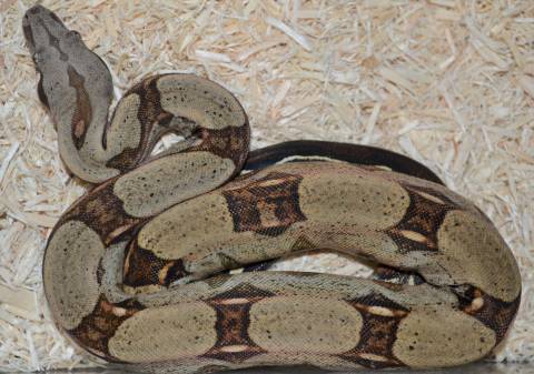 Baby Suriname x Colombian Boas