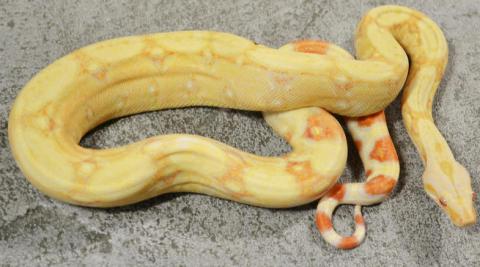 Medium Sunglow Boas