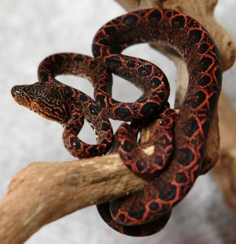 Baby Halloween Amazon Tree Boas