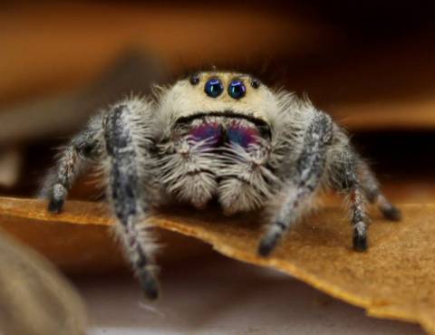 Regal Jumping Spiders