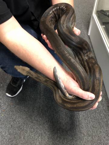 Sub Adult Motley Colombian Boas