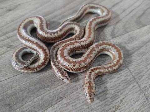 Baby Bay of LA x Ortiz Rosy Boas