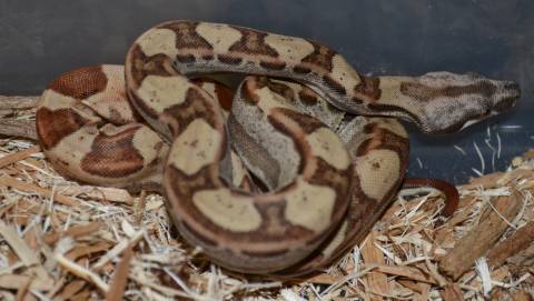 Baby Hypo Motley Colombian Boas