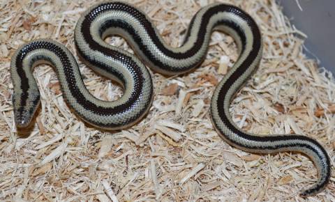 Baby Organ Pipe x Limburg Albino Rosy Boas