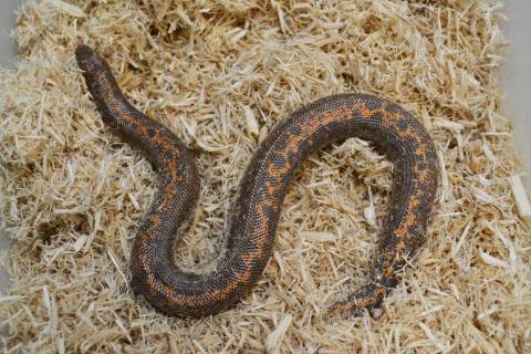 Sub Adult Striped Rufescens x Kenyan Sand Boas