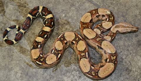Medium Pastel Colombian Boas
