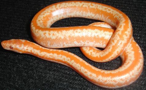 Baby Limburg Albino Coastal Rosy Boas