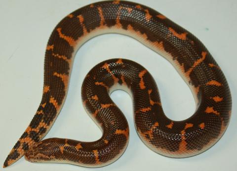 Sub Adult Kenyan Sand Boas