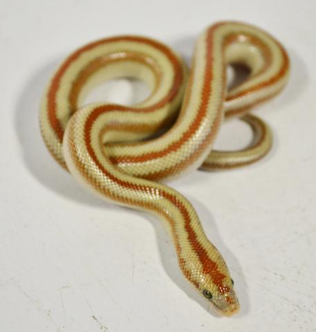 Baby San Matias Rosy Boas