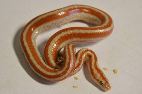 Baby San Mateo Rosy Boas