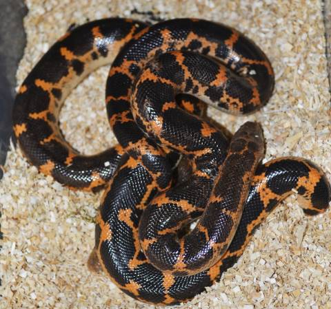 Baby Saharan Sand Boas