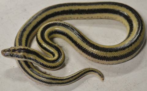 Baby Magdelena Plains Rosy Boas