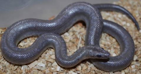 Baby Anery Coastal Rosy Boas