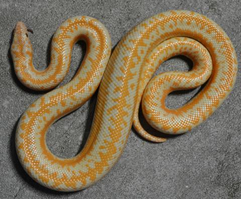Adult Limburg Albino Coastal Rosy Boas