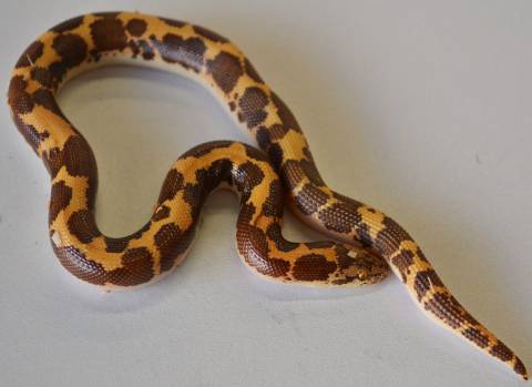 Small Nuclear Kenyan Sand Boas