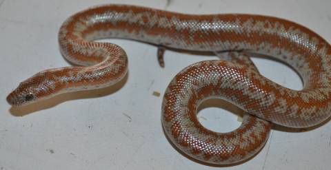 Baby Anery Coastal x Limburg Albino Rosy Boas