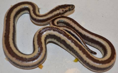 Baby Mohave Arizona Rosy Boas