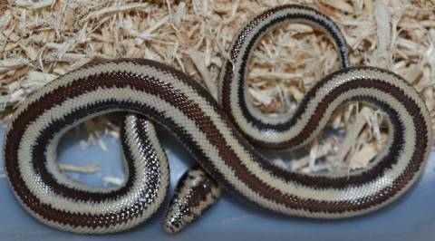 Baby Harquajar Rosy Boas