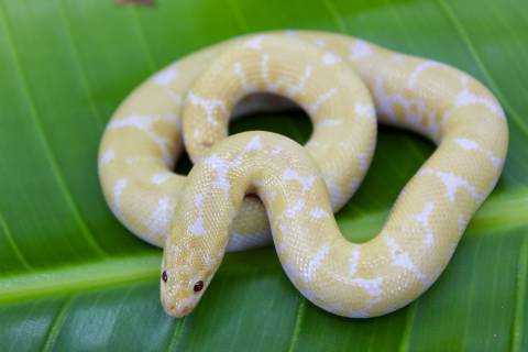 Sub Adult Snow Kenyan Sand Boas