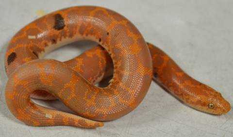 Baby Albino Paradox Kenyan Sand Boas