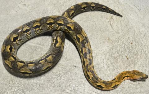 Madagascar Ground Boas