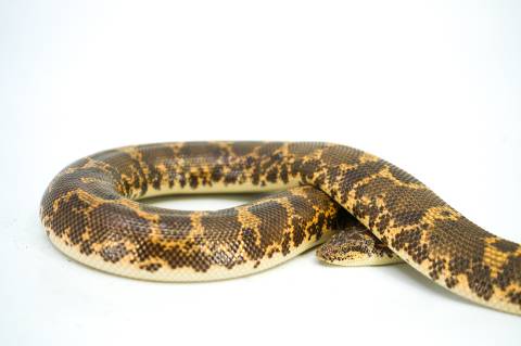 Adult Kenyan Sand Boas