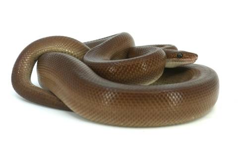 Sub Adult Patternless Colombian Rainbow Boas