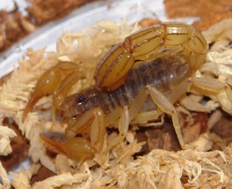 Desert Striped Tail Devil Scorpions