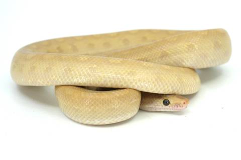 Medium Hypo Colombian Rainbow Boas