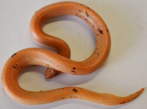 Medium Paradox Albino Kenyan Sand Boas
