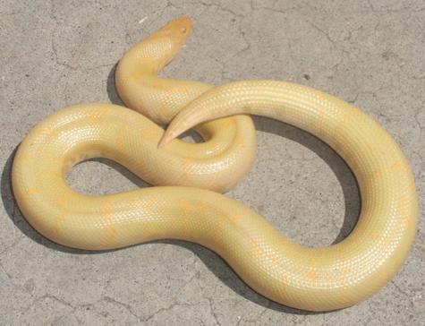 Sub Adult Albino Kenyan Sand Boas