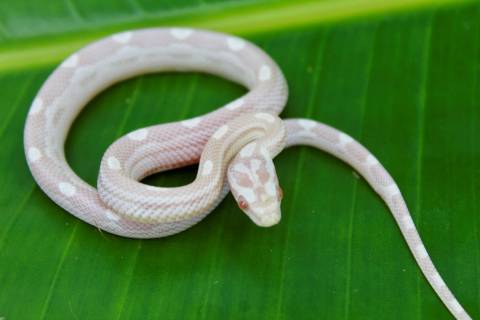 Baby Snow Motley Cornsnakes