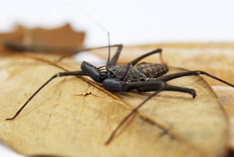 Central American Giant Tailless Whipspiders