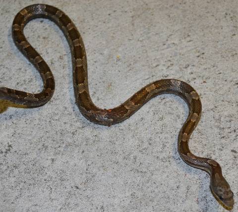 Small Grey Ratsnakes