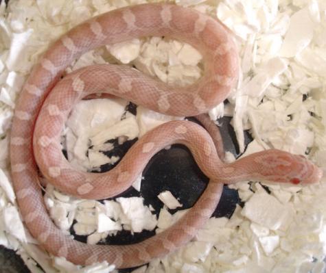 Baby Hypo Lavender Cornsnakes