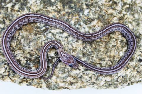 Baby Charcoal Tessera Cornsnakes