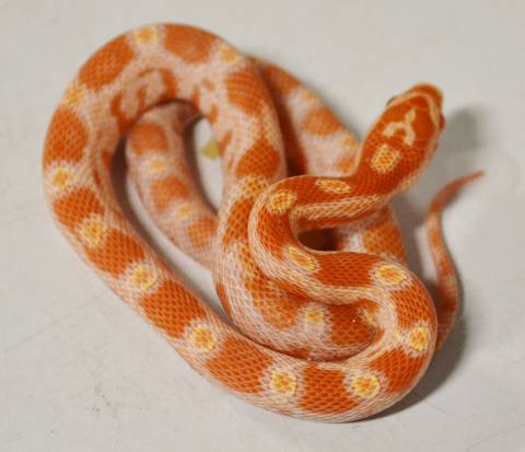 Baby Creamsicle Cornsnakes
