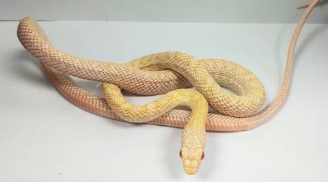 Medium Albino Japanese Ratsnakes