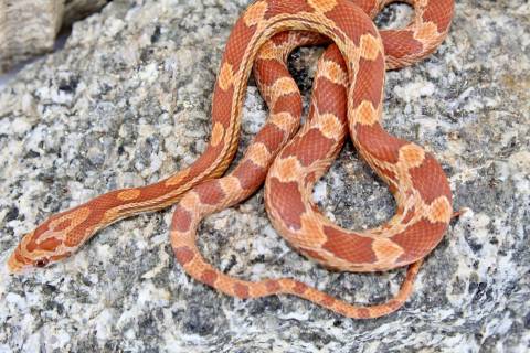 Baby Lava Cornsnakes